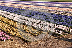 Fields of colorful hyacinths in spring. Netherlands