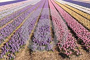 Fields of colorful hyacinths in spring. Netherlands