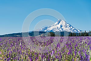 Fields of Colorful Wild Flowers, Mt Hood, Sky. Flowers are grown for commercial seed companies.