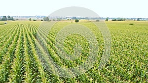 Fields of corn