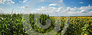 Fields of corn and sunflowers