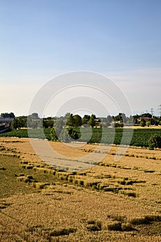 Fields of corn and wheat with electricity pylon in the countryside at sunset in summer