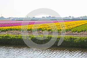 Fields covered with flowers in the Netherlands