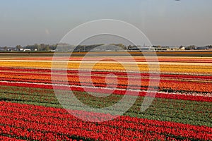 Fields covered with flowers in the Netherlands