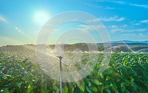 Fields cultivated with tobacco plants. Sprinkler the tobacco fields in summer. Extremadura.. Spain