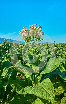 Fields cultivated with tobacco plants. Sprinkler the tobacco fields in summer. Extremadura.. Spain