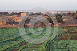 Fields at Dahla oasis