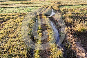 Fields at Dahla oasis,
