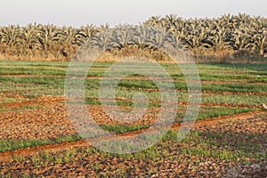 Fields at Dahla oasis,