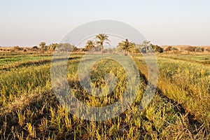 Fields at Dahla oasis,