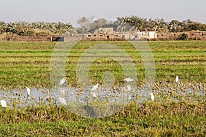 Fields at Dahla oasis,