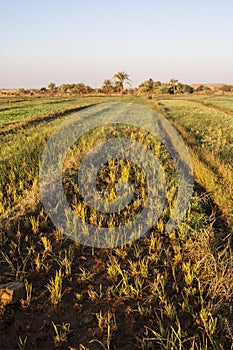 Fields at Dahla oasis,