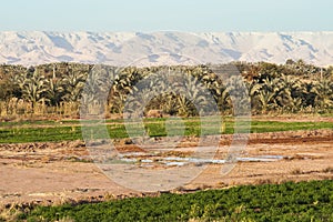 Fields at Dahla oasis,