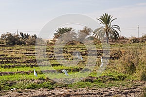 Fields at Dahla oasis,