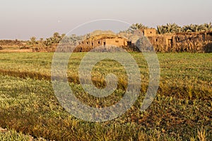 Fields at Dahla oasis,