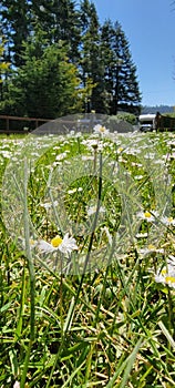 Fields of daisys close ups