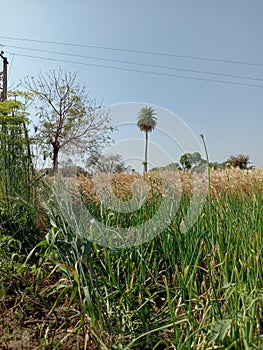 Fields date Flower Wheat Red blue Bush Crop Sun Grass garden green nature soil field dry plants flower red blue