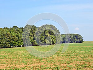 Fields and deciduous forest