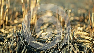 Fields ears burnt fire flame barley detail after blaze heat, wild drought dry black earth ground catastrophic pity