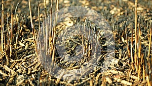 Fields ears burnt fire flame barley detail after blaze heat, wild drought dry black earth ground catastrophic pity