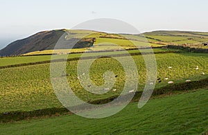 Fields on Exmoor near Lynton, Devon, England