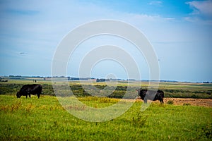 Fields of extensive livestock production photo