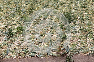 Fields filled with onions on dry fields in Dronten photo