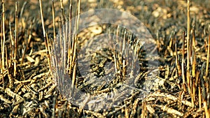 Fields fire blaze barley detail after flame wild drought dry black earth ground catastrophic pity damage Hordeum vulgare