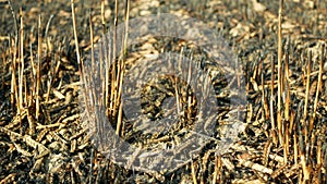 Fields fire blaze barley after flame wild drought dry black earth ground catastrophic pity damage Hordeum vulgare