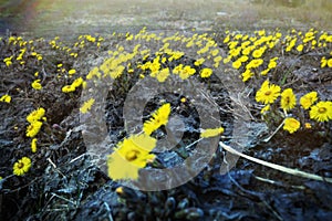 Fields of flowering mother-and-stepmother