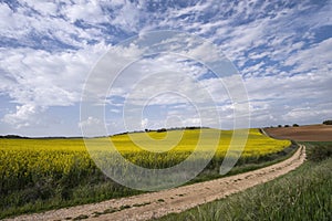 Fields of flowering rapeseed under a blue sky with clouds, a dirt road surrounds them, meadows with yellow flowers, rapeseed oil