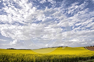 Fields of flowering rapeseed under a blue sky with clouds, meadows with yellow flowers, rapeseed oil industry, agricultural crops