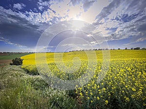 Fields of flowering rapeseed under a blue sky with clouds, rays of sunshine filtering through them, meadows with yellow flowers,