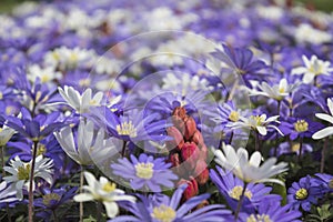 fields of flowers