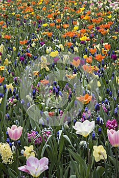 Fields of flowers