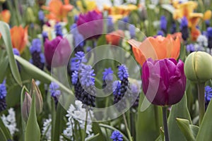 Fields of flowers