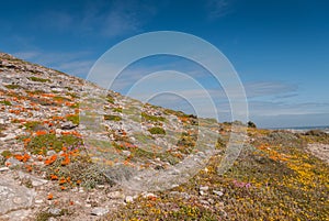 Fields of flowers