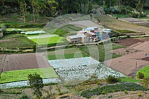 Fields of flowers - Tarma