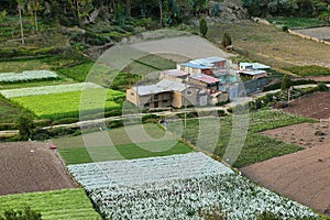 Fields of flowers - Tarma