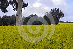 Fields of flowers in Western australia