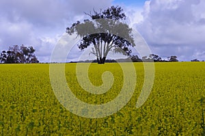 Fields of flowers in Western australia