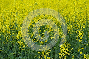 Fields of flowers in Western australia