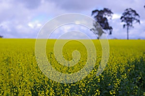 Fields of flowers in Western australia