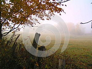 Fields in the fog