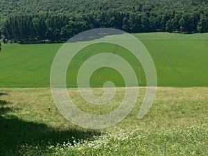 Fields forest and meadows