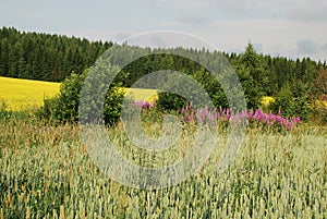 Fields and forests of Uusimaa region in Finland