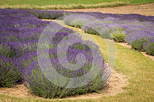 Fields of fragrant lavender / landscape