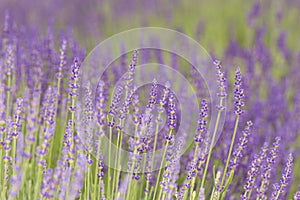 Fields of fragrant lavender / landscape