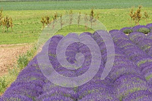 Fields of fragrant lavender / landscape