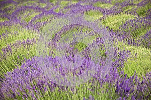 Fields of fragrant lavender / landscape